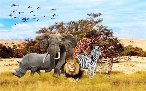 Animals Of Africa betsul